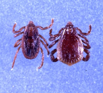 Figure E: Female (left) and male (right) of <em>R. sanguineus</em>. Image courtesy of James Occi.