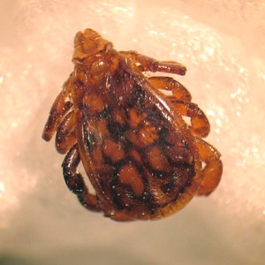 Figure B: Male of <em>R. sanguineus</em>.