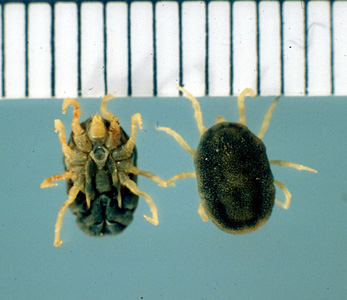 Figure A: Ventral (left) and dorsal (right) views of <em>O. turicata</em>, a known vector of TBRF spirochetes in the midwestern and southwestern United States. Image courtesy of James Occi.