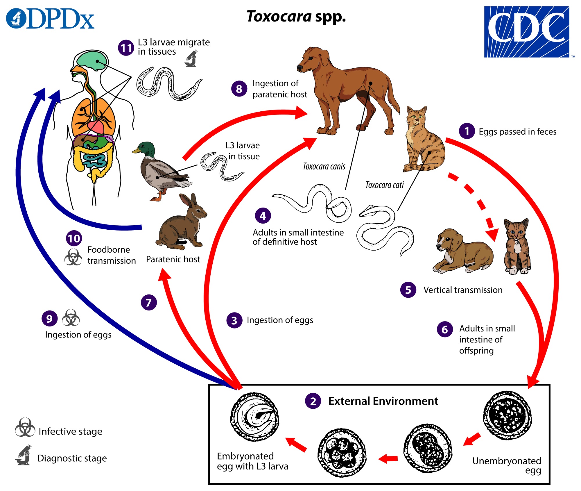 Canine Parasite Egg Identification Chart