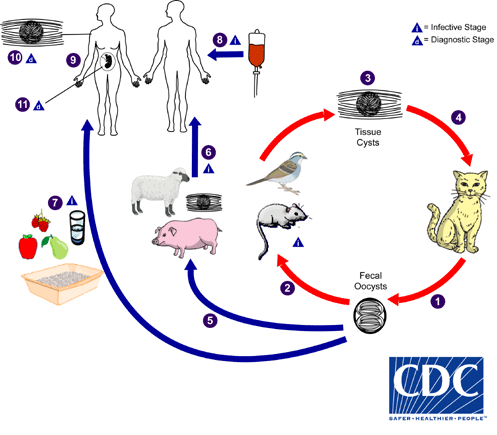 Toxoplasma szennyeződés