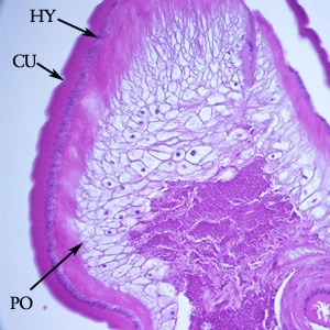 Figure E: Another image from the specimen in Figure D. Notice the thick cuticle with annulations (CU), a thin nucleate hypodermis (HY) and layers of polymyarian muscle cells (PO).