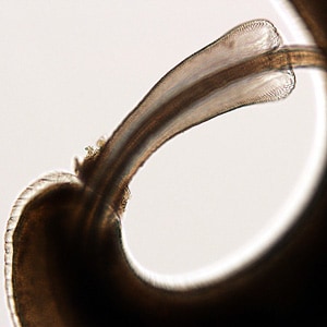 Figure D: Higher magnification of the posterior end of the specimen in Figure B. Notice the prominent spicule.