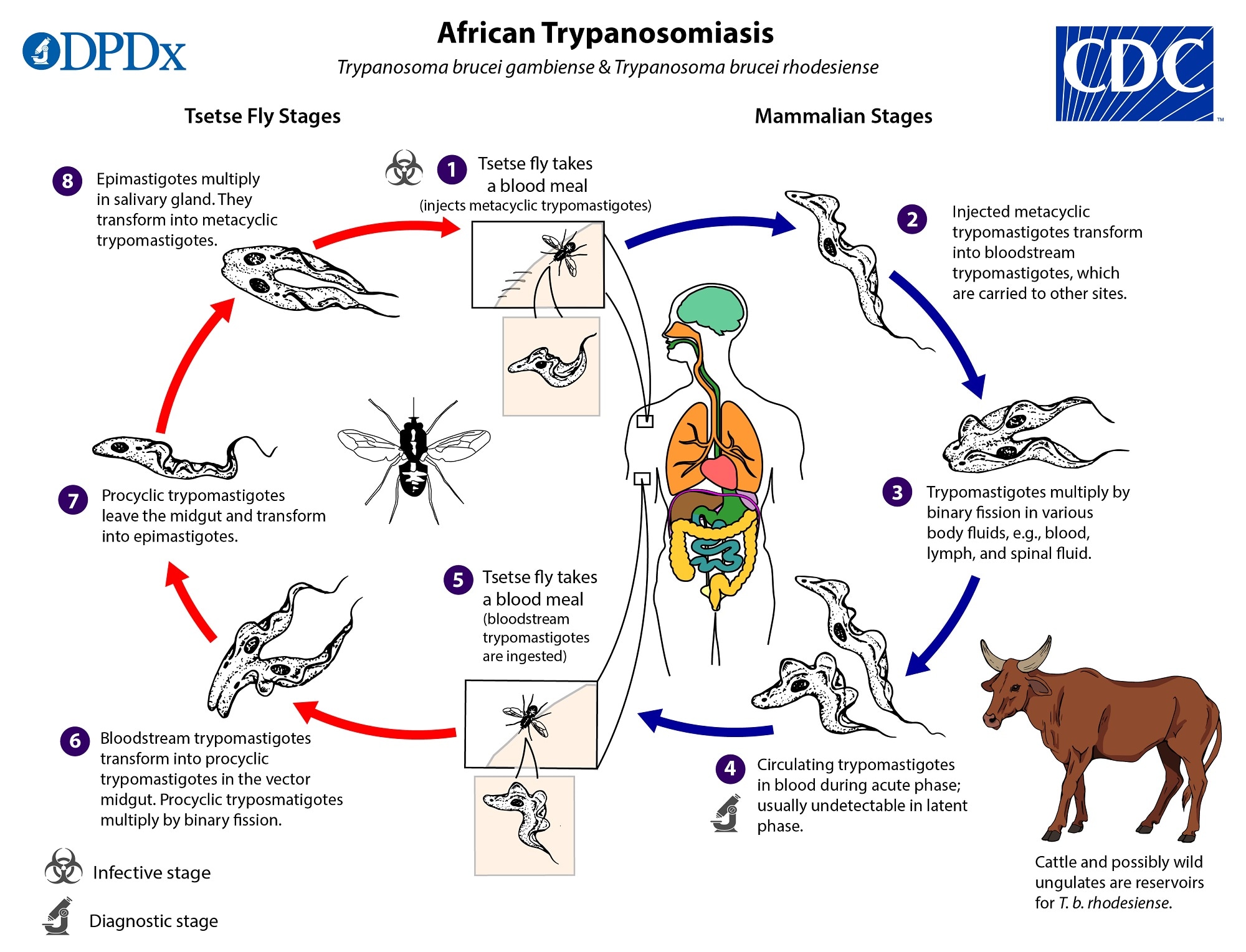 CDC - African Trypanosomiasis - Biology