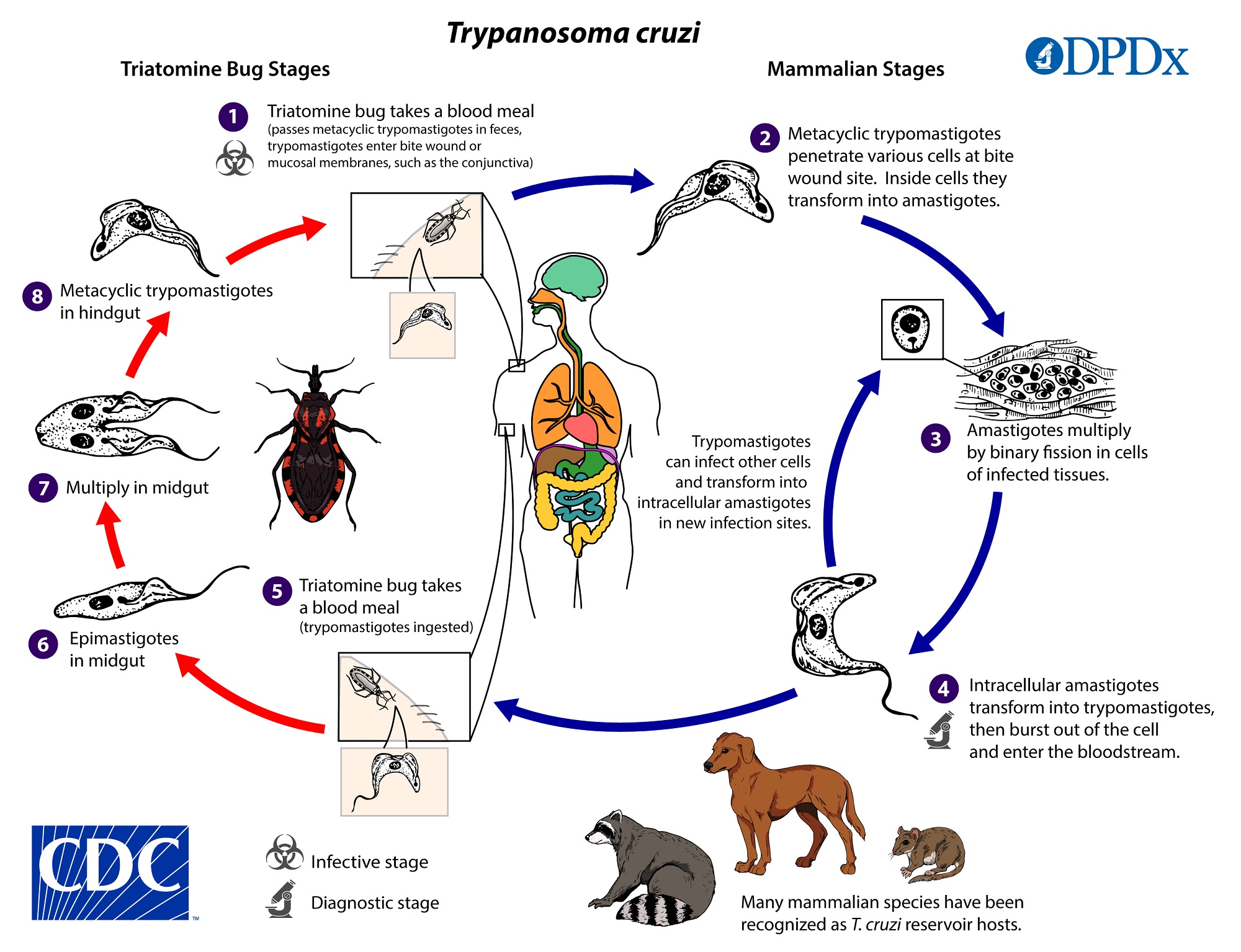 Indices measuring triatomine prevention practices related to (A) rodent