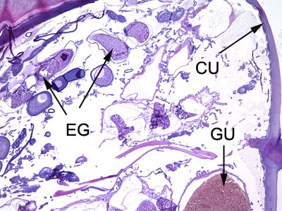 Figure D: Cross-sections of <em>T. penetrans</em> in tissue, stained with hematoxylin and eosin (H&E). In this image, the following structures are labeled: cuticle (CU), gut (GU), and developing eggs (EG).