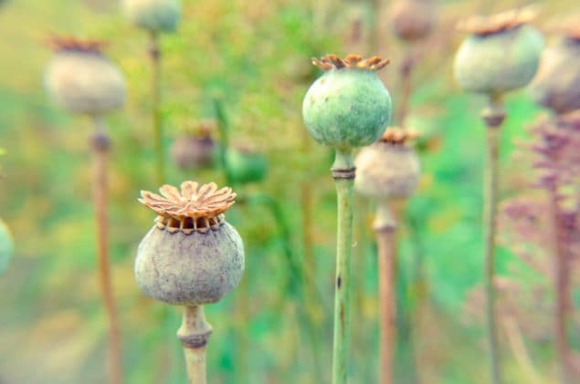 photo of the opium poppy which is used in the production of pharmaceutical opiates and heroin