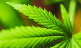 photo of cannabis leaf
