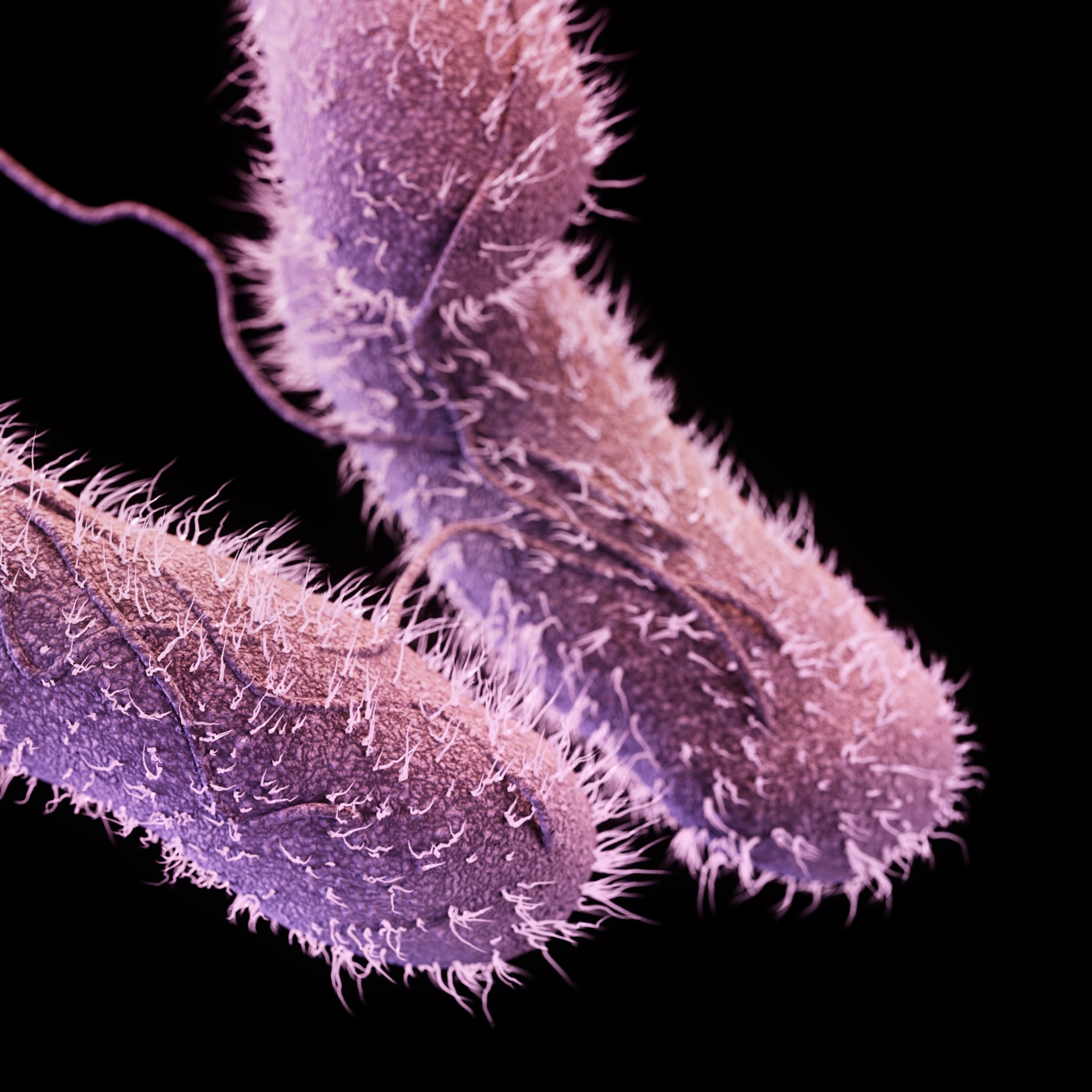 Medical illustration of Drug-resistant non-typhoidal salmonella