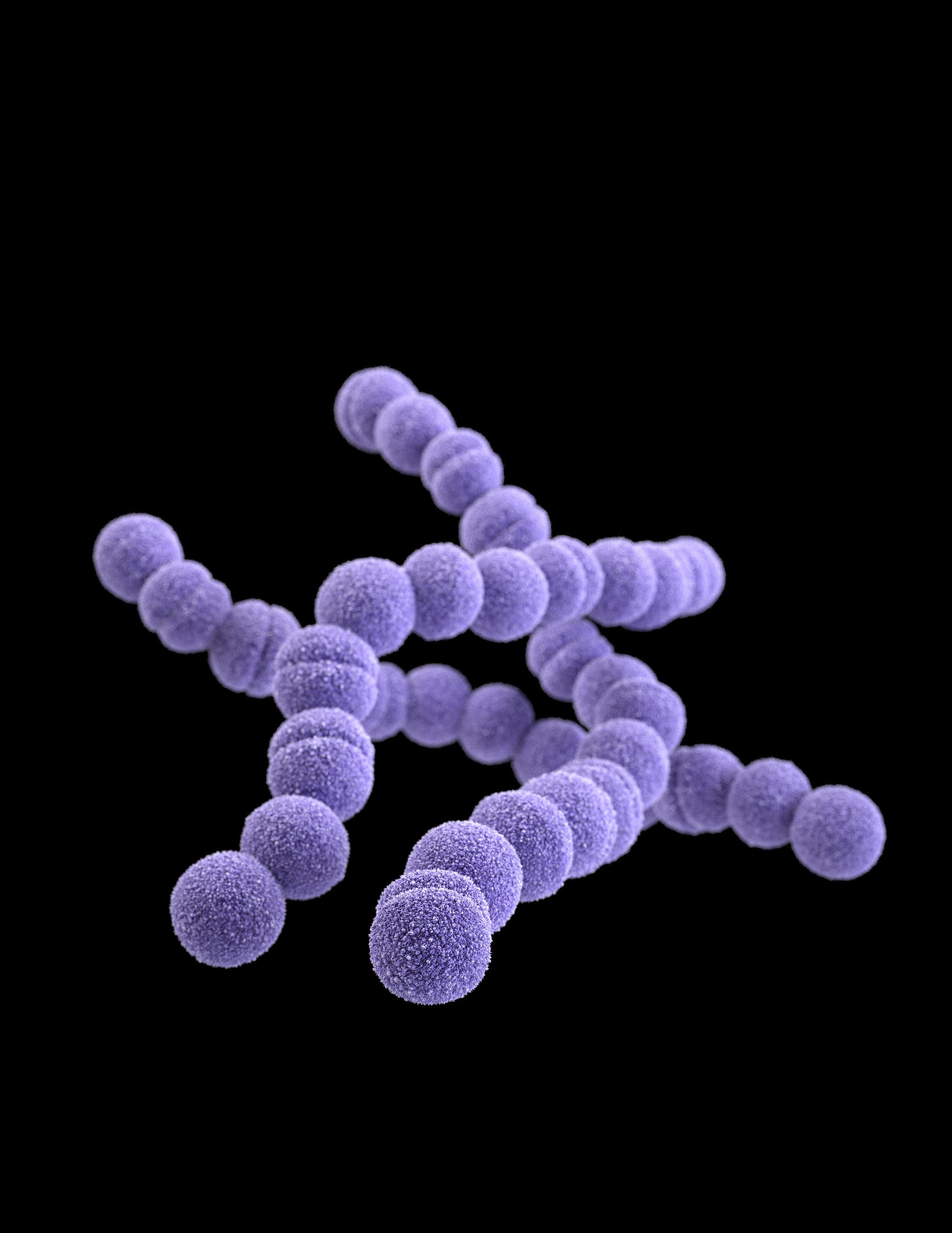 Medical illustration of erythromycin-resistant Group A Streptococcus