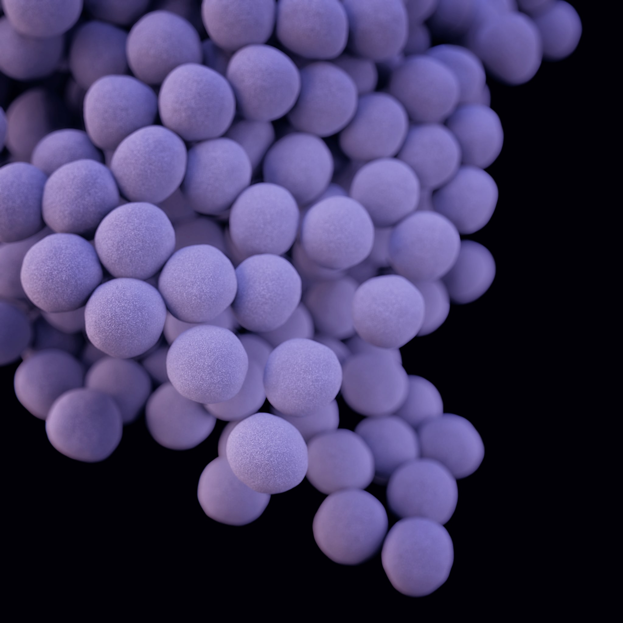 Medical illustration of vancomycin-resistant Staphylococcus aureus