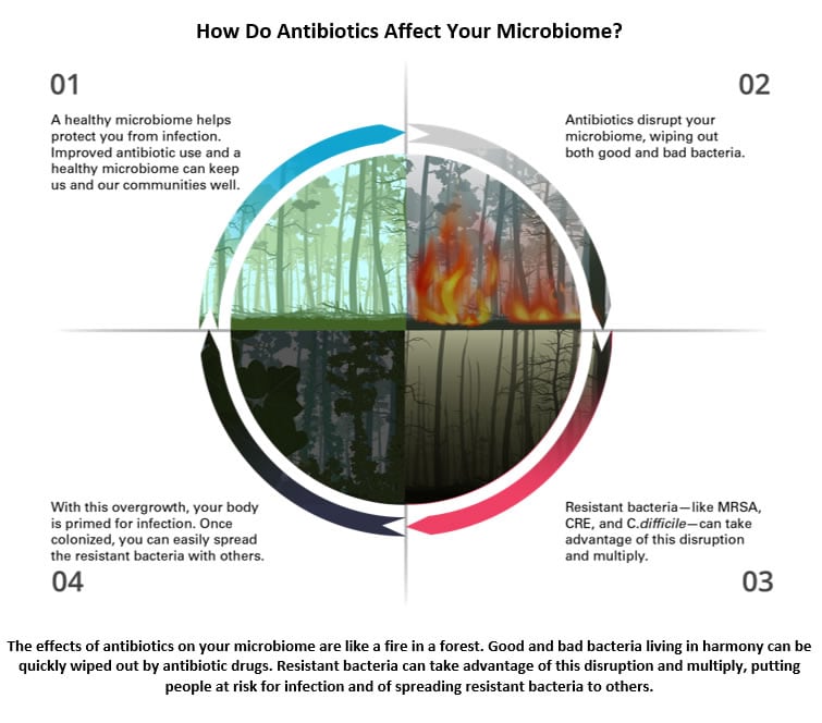 The effects of antibiotics on your microbiome are like a fire in a forest. Good and bad bacteria living in harmony can be quickly wiped out by antibiotic drugs. Resistant bacteria can take advantage of this disruption and multiply, putting people at risk for infection and of spreading resistant bacteria to others.