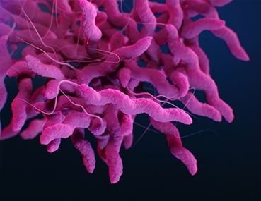Medical illustration of campylobacter