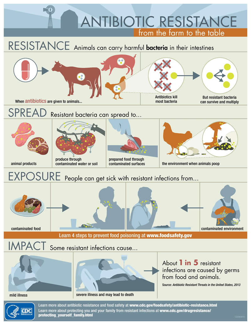 Drug-Resistant Farm to Table-Infographic