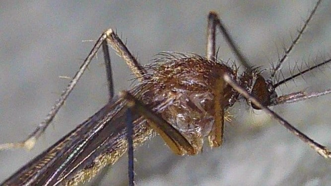 Culiseta melanura mosquito. Photo by Stephanie Campell