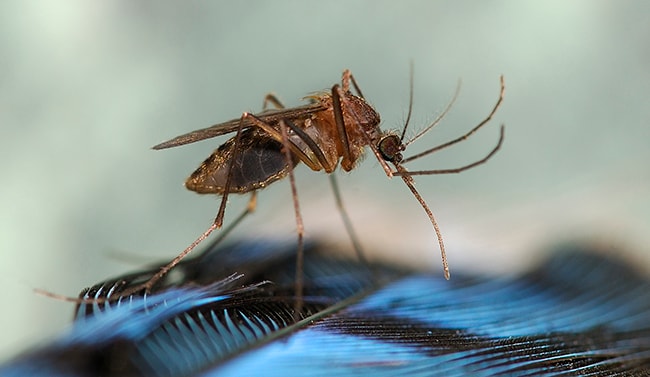 Culiseta melanura mosquito preparing to feed on a blue jay