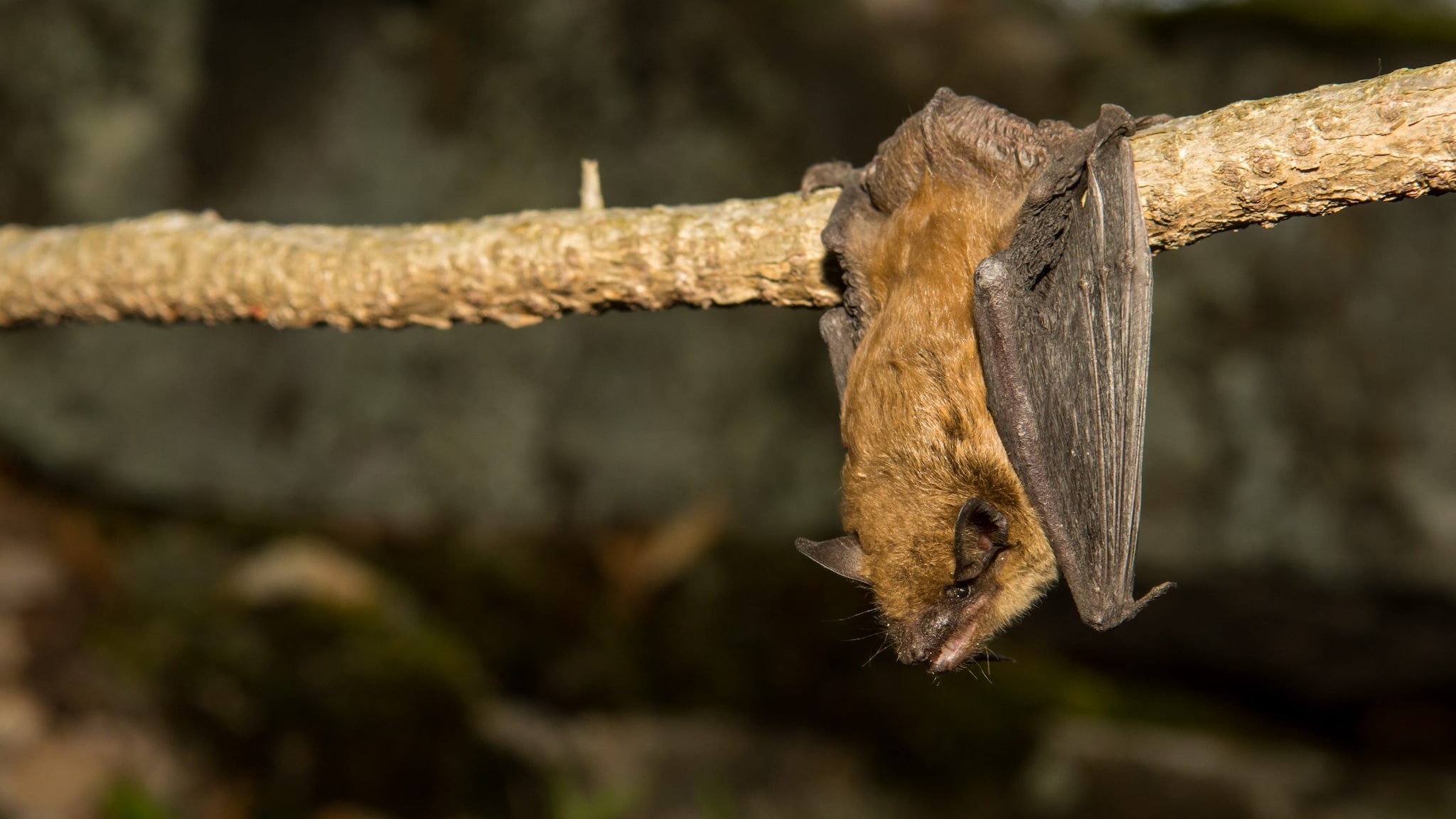 A Brown Bat hangs from a branch.