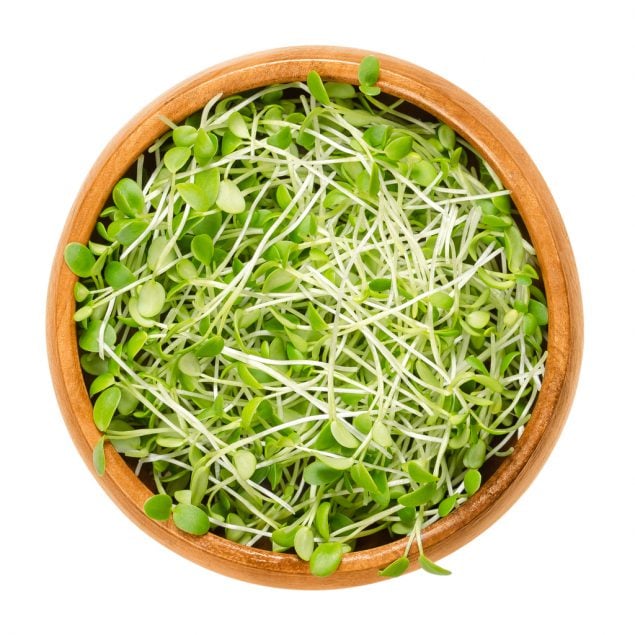 Photo of clover sprouts