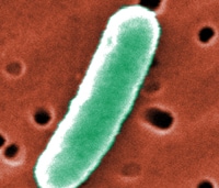Photomicrograph of Enterotoxigenic E. coli 