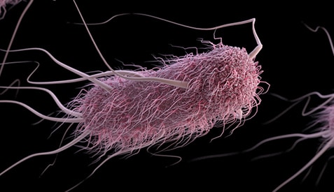 Illustration of E. coli pathogen