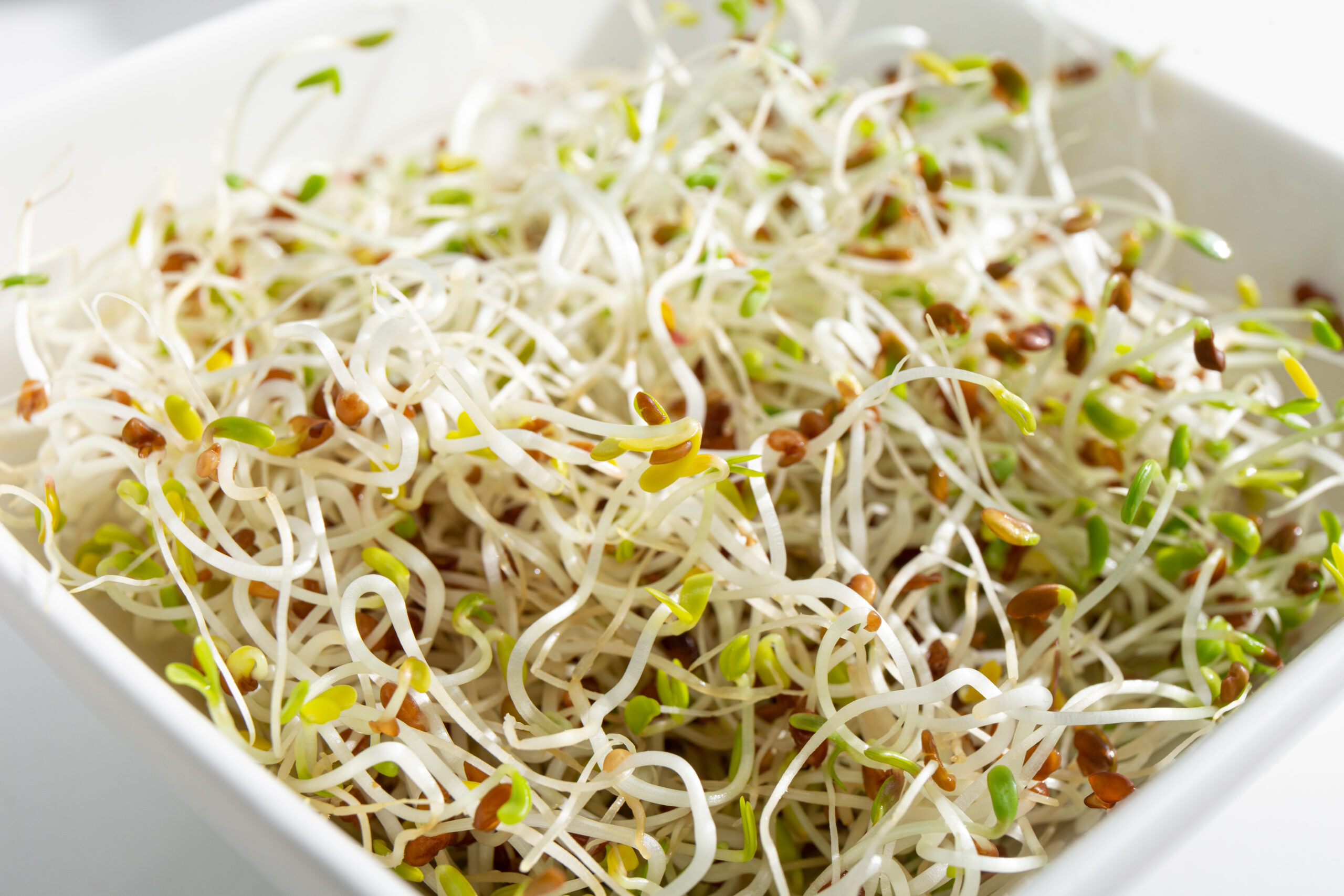 White bowl with alfalfa sprouts