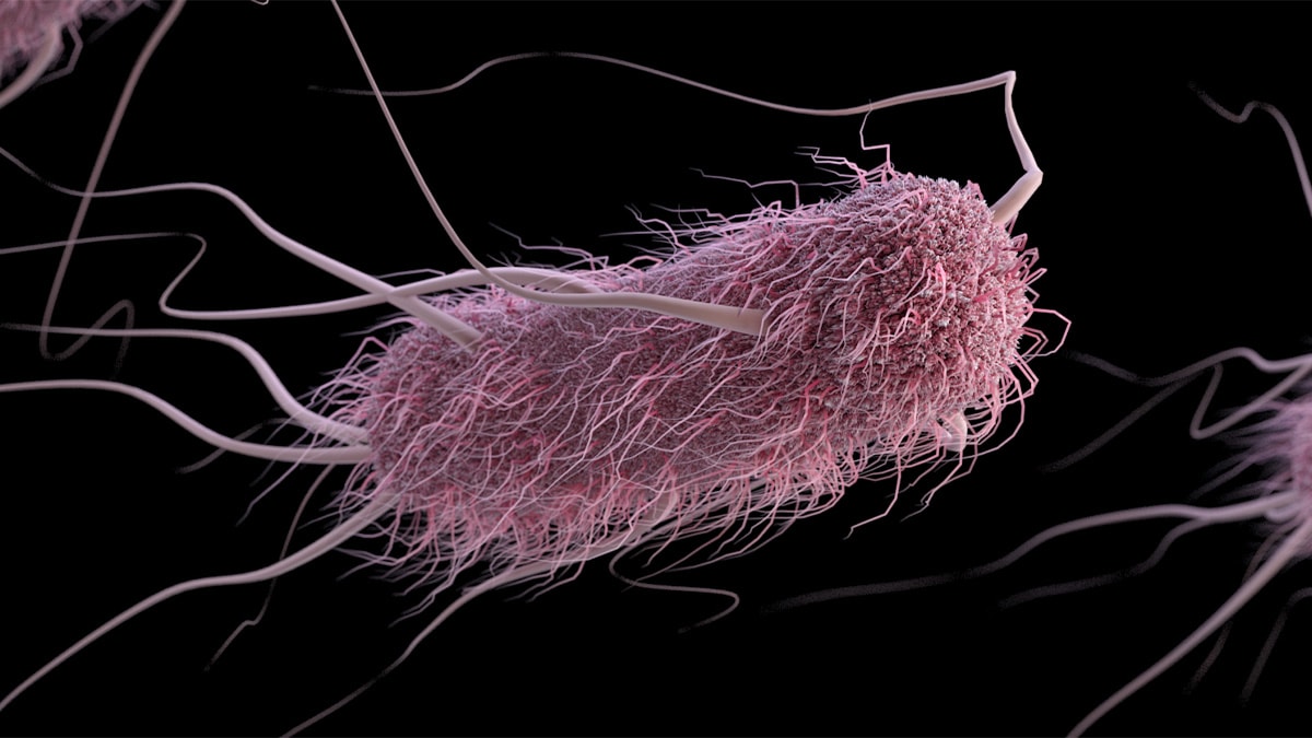 Illustration that depicts a group of extended-spectrum ß-lactamase-producing (ESBLs) Enterobacteriaceae bacteria, in this case, Escherichia coli.