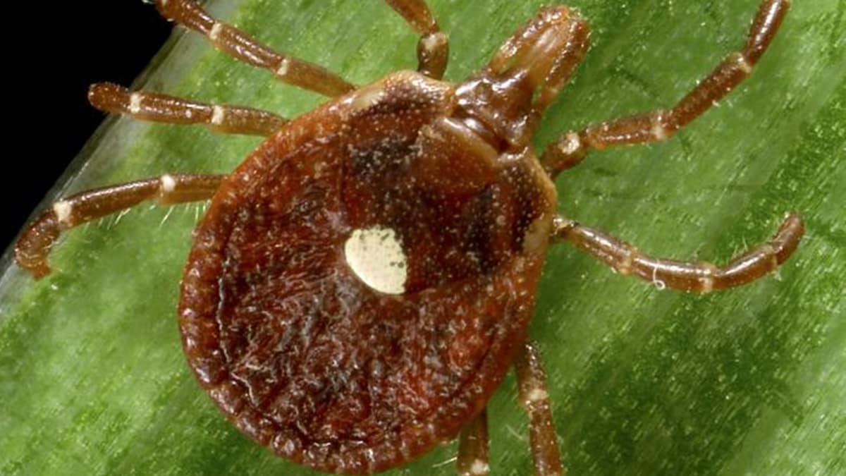 Closeup of a lone star tick on a blade of grass.