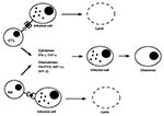 Thumbnail of Pathways of intracellular pathogen clearance from infected cells by cytotoxic cells. Intracellular pathogen-derived antigens complexed to MHC class I molecules are recognized by CTLs, while NK cells recognize the absence or suppressed levels of MHC class I molecules on infected cells. Activated cytotoxic cells deliver apoptotic signals through Fas ligand and perforin to infected cells. They also secrete cytokines (IFN-gð, TNF-að) and chemokines (Rantes, MIP-1að, MIP-1bð) to inhibit
