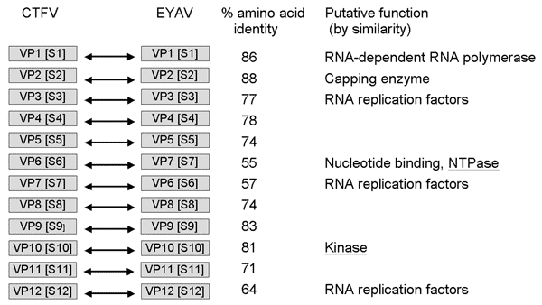 Comparison of nucleotide and amino acid sequences of genome segments of viral proteins (VP) and dsRNA segments (S) of Colorado tick fever virus (CTFV) and Eyach virus (EYAV). NTP, nucleoside triphosphatase.