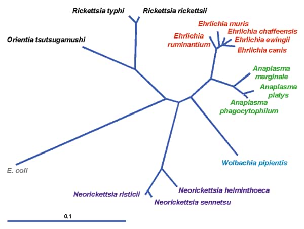 Current phylogeny and taxonomic classification of genera in the family Anaplasmataceae. The distance bar represents substitutions per 1,000 basepairs. E. coli, Escerichia coli.