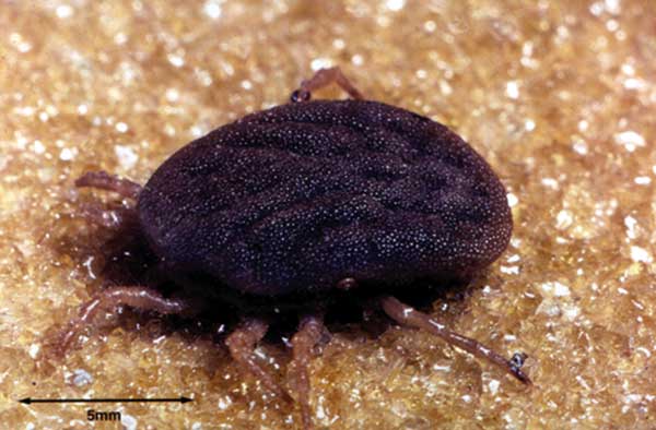 Ornithodoros moubata ticks that frequent traditional homes.