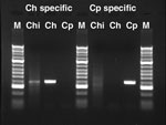 Thumbnail of Agarose gel electrophoresis of DNA fragments amplified with Cryptosporidium species–specific Lib13 primers (7). Ch, C. hominis; Cp, C. parvum; M, DNA molecular marker (Bioline, Randolph, MA, USA; HyperLadder II, higher intensity bands: 0.3, 1, and 2 Kbp); Chi, sample Chile01.