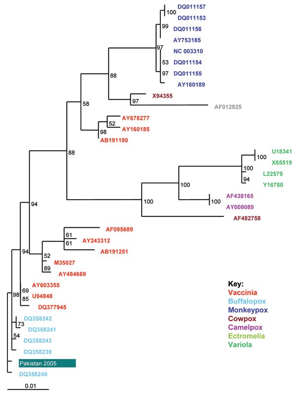 Maximum likelihood phylogenetic tree based on a 955-nt alignment of the Karachi isolate and 33 orthopoxvirus sequences of the B5R gene from GenBank constructed with ClustalW (www.ebi.ac.uk/clustalw/index.html) and TREE-PUZZLE (http://bioweb.pasteur.fr/seqanal/interfaces/puzzle.html); figures at nodes represent PUZZLE support values. The orthopoxvirus types are indicated to the right. The Karachi isolate sequence (Pakistan 2005) groups within the buffalopox B5R genes.