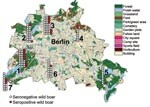 Thumbnail of Map of Berlin showing the regional distribution, numbers of wild boars killed during the 2005–06 hunting season (n = 141), and numbers of wild boars seropositive for antibodies against Leptospira spp. (red). Districts are numbered from 1 to 7 (with permission from the Senate Department of Urban Development, Berlin) and correspond to numbers on Tables 1 and 2.