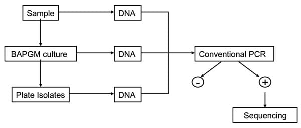 Diagram of sample processing and testing.