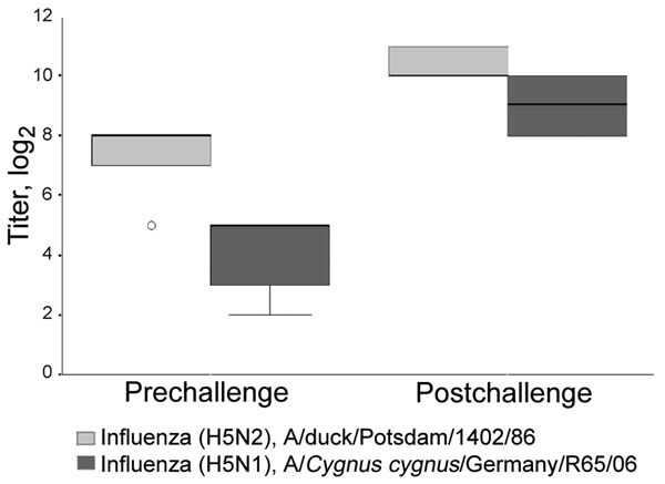 Titers (log2) of hemagglutination-inhibiting antibodies of 5 vaccinated Gyr-Saker hybrid falcons before and 11 days after challenge with 106.0 50% egg infectious doses of the highly pathogenic avian influenza strain A/Cygnus cygnus/Germany/R65/06 (H5N1), tested against antigen of the challenge virus and the low pathogenicity avian influenza vaccine strain A/duck/Potsdam/1402/86 (H5N2). Open circle, individual outlier.