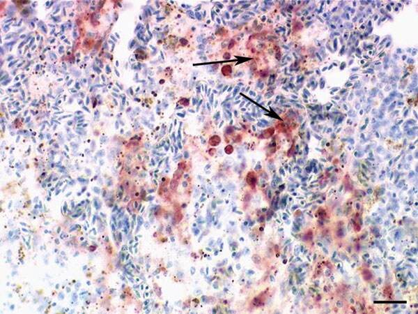 Immunohistochemical demonstration of influenza A virus antigen (red, see arrows) in numerous splenic macrophages of a falcon after challenge with 106.0 50% egg infectious doses of the highly pathogenic avian influenza strain A/Cygnus cygnus/Germany/R65/06 (H5N1). Avidin-biotin-peroxidase complex method. Bar = 25 μm.