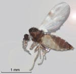Thumbnail of A gravid female Culicoides dewulfi collected from a location near bluetongue outbreaks in Belgium in 2006 (Photograph: Reginald De Deken and Maxime Madder, Institute of Tropical Medicine, Antwerp, Belgium).