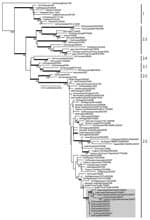Thumbnail of Phylogenetic relationships of the hemagglutinin (HA) gene of influenza virus (H5N1) isolates from Kuwait in 2007. Numbers at nodes indicate neighbor-joining bootstraps &gt;60, and Bayesian posterior probabilities &gt;95% are indicated by thickened branches. Analyses were conducted with nucleotide positions 1–963 of the HA gene. The HA tree was rooted to Gs/Guangdong/1/1996. Labels to the right of the tree refer to World Health Organization (H5N1) clade designations (14). Ck, chicken; Dk, duck; Gs, goose, MDk, migratory duck; Qa, quail; Ty, turkey.