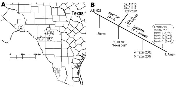Geographic and phylogenetic relationships among strains closely related to Bacillus anthracis Ames strain. A) Spatial relationships among Ames-like isolates from southern Texas. 1, location of the original Ames strain, isolated from Jim Hogg County, Texas, in 1981; 2, closely related Texas 1997 goat isolate (A0394); 3a and 3b, Texas 2001 isolates; 4 and 5, most recent cases, i.e., Texas 2006 (Kinney County) and Texas 2007 (Uvalde County). B) Genetic relationships among isolates with variable-number tandem-repeat and single-nucleotide polymorphism (SNP) differences giving rise to that particular branch (arrows). The numbers at each branch terminus correlate with the numbers depicted on the map. SNP states are from ancestral to derived.