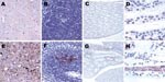 Thumbnail of Immunostaining for prion protein (PrP) in control and scrapie-infected hamsters. Deposition of disease-associated PrP is lacking in the brain (A), spleen (B), and kidneys (C,D) of control hamsters. Fine synaptic and plaque-like PrP immunoreactivity in the frontal cortex (E), granular immunoreactivity in the germinal center of spleen (F) and in the collecting tubules of kidneys (G,H) in a representative scrapie-infected animal. Original magnification ×200 for panels A, B, D, E, F, and H and ×40 for panels C and G.