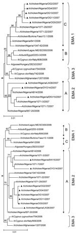 Thumbnail of Phylogeny of hemagglutinin (A) and neuraminidase (B) genes from 8 HPAI (H5N1) viruses collected in Nigeria during the second half of 2007 (▲), in comparison with previously identified sublineage A (EMA 2), sublineage B and C (EMA 1), and (EMA 3) strains (1,3). The tree was calculated by using the maximum likelihood method implemented in PAUP 4.0 (7). The substitution model was obtained by using MODELTEST (8). Bootstrap values (%) were calculated with the maximum-likelihood method with 1,000 replications and are indicated on key nodes. Scale bars represent ≈1% of nucleotide changes between close relatives. A/duck/Anyang/AVL-1/2001 was used as an outgroup.