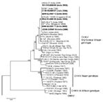 Thumbnail of Phylogenetic analysis of chikungunya virus (CHIKV) sequences on the basis of partial E1 gene sequence (position 10620–11148 of the prototype CHIKV S27 genomic sequence). Sequences obtained in this study are in boldface. The analysis was performed using MEGA version 4 software (8), by using the neighbor-joining (p-distance) method. The length of the tree branches indicates the percentage of divergence; the percentage of successful bootstrap replicates is specified at the nodes (1,000