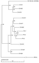 Thumbnail of Full genome phylogenetic tree of enterovirus 104 (EV-104), representative strain CL-1231094, and members of the human enterovirus C (HEV-C) species. Human rhinovirus A (HRV-A) (GenBank accession no. DQ473509) was used as outgroup. Coxsackievirus A1 (CV-A1) (AF499635), CV-A21 (AF546702), CV-A20 (AF499642), CV-A17 (AF499639), CV-A13 (AF499637), CV-A11 (AF499636), CV-A19 (AF499641), CV-A22 (AF499643), CV-A24 (D90457), poliovirus 1 (PV-1) (V01148), PV-2 (X00595), and PV-3 (X00925) seque
