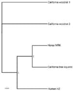 Thumbnail of Bayesian phylogeny of the omp1n gene of A. phagocytophilum, with 100,000 iterations. Taxa are 2 woodrats from northern California, the human strain HZ, the California horse strain MRK, and a squirrel from Santa Cruz, CA. Scale bar indicates number of nucleotide substitutions per site.
