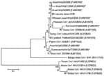 Thumbnail of Minimum-evolution tree (11) of coronaviruses based on a 146-bp fragment of the 3′ untranslated region of infectious bronchitis virus (IBV). Evolutionary distances were computed by using the Tamura-Nei method (12) and are in the units of the number of base substitutions per site. Coronaviruses detected in wild birds by this study are denoted with an asterisk. Previously published coronavirus sequences from different sources were included for comparative purposes. GenBank accession nu