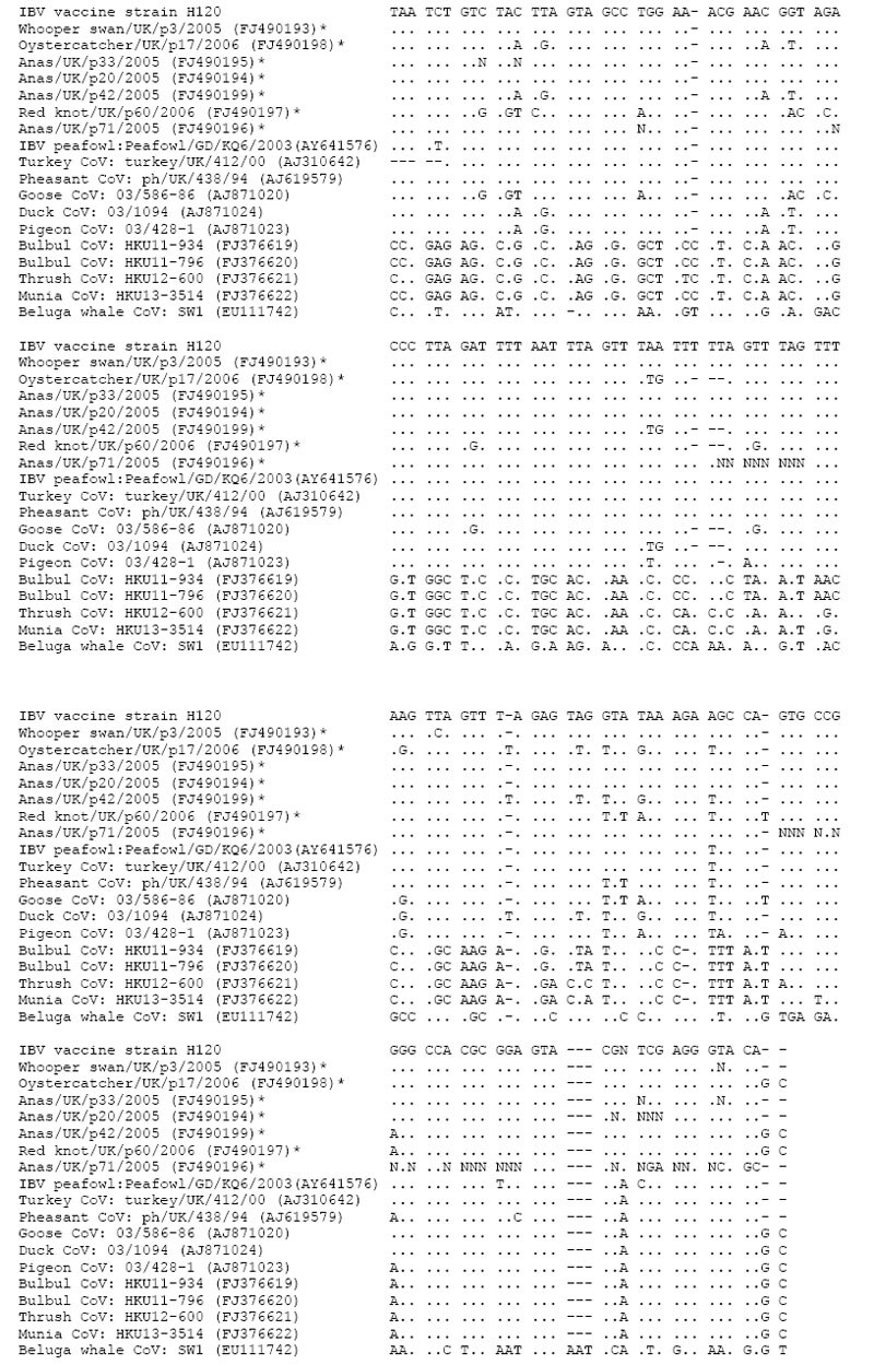 Multiple-sequence alignment of a fragment of the 3? untranslated region of coronaviruses detected in wild birds in this study and other previously published group 3 coronavirus sequences from wild birds and a beluga whale. Viruses detected by this study are marked with an asterisk. GenBank accession numbers for all sequences are shown in parentheses. Identical nucleotides are marked with a period (.). Sequences were aligned using the Clustal program within the MEGA 4.0 software package (10).