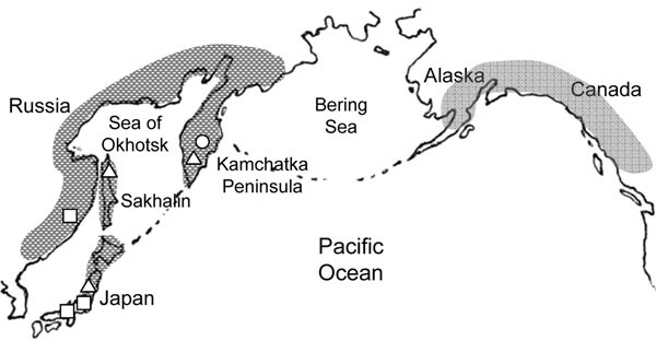 Possible distribution area of Diphyllobothrium nihonkaiense. Open circle, open square, and open triangle represent brown bears, humans, and Pacific salmon, respectively, from which D. nihonkaiense adult worms or plerocercoids were isolated and identified by DNA sequencing (DNA sequences refer to reference 21). Patients in European countries are suspected to have eaten salmon imported from the Pacific coast of North America.