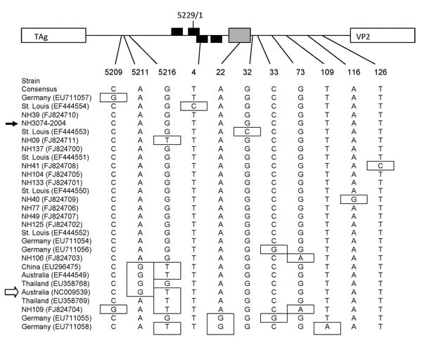 Nucleotide polymorphisms in the noncoding region of WU polyomavirus (WUPyV), Connecticut, USA, 2007. Sequences spanning nt 5197 to 159 of the circular viral genome of New Haven human serum isolates and all available sequences from GenBank (all from respiratory specimens) were subjected to phylogenetic analysis. A map of the noncoding region within the viral genome is indicated at the top of the figure (not to scale). The arbitrary last (5229) and first (1) nucleotide of the circular viral genome