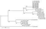 Thumbnail of Phylogenetic tree based on viral protein (VP) 7 nucleotide sequences of serotype G1 rotavirus strains from Royal Liverpool Children’s National Health Service Foundation Trust (Alder Hey Hospital), Liverpool, UK. For each strain the source (healthcare-associated [HA] or community-acquired [CA]), specimen number, month/year of detection, and name of the strain is indicated. Reference G1P[8] strain Wa is included. Horizontal lengths are proportional to the genetic distance calculated w